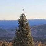Eagles Nest Cabin