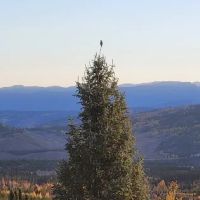 Eagles Nest Cabin ico