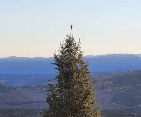 Eagles Nest Cabin