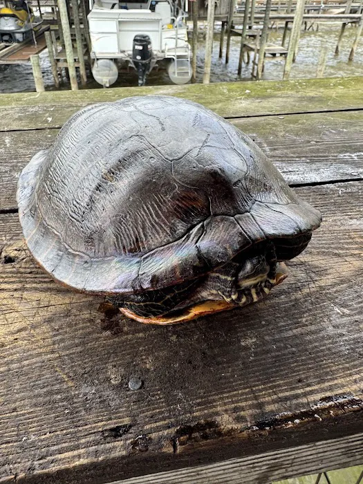 The Duckling Picture 3