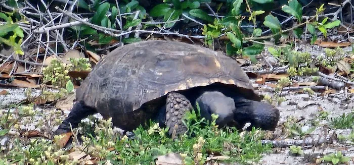 Amelia Beach Picture 3