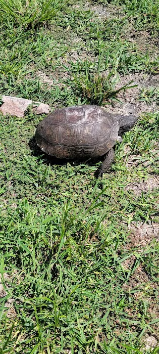 Amelia Beach Picture 7