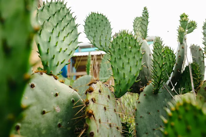 Hidden Valley Picture 7