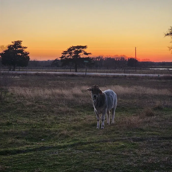 The Midnight Retreat Picture 3