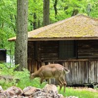 Sebago Cabin Camp ico