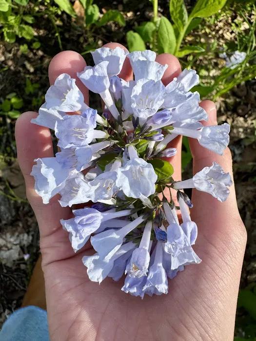 Trestler Trails Picture 2