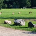 Pouch Camporee Field