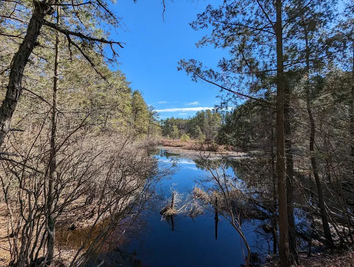 Brendan T Byrne State Forest Campground Picture 6