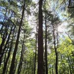 Cathedral pines