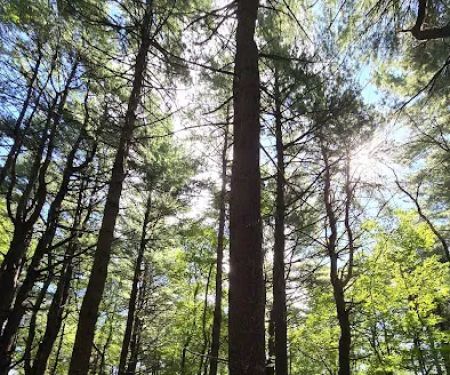 Cathedral pines