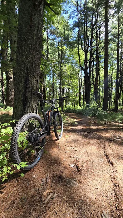 Cathedral pines Picture 8