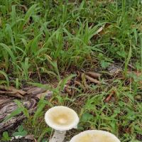 Holly Lake Campsites ico