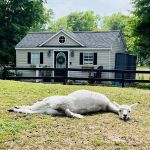 Cowtown Cabins