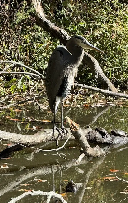 Trap Pond Picture 9