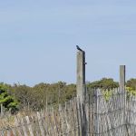 Campsite J38