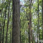 Woodlawn Campground