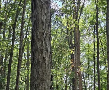 Woodlawn Campground