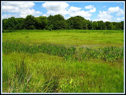 Grandma's Cottage Picture 9