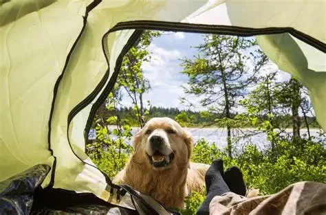 How to Find Pet-Friendly Camping Cabins for Your Next Adventure