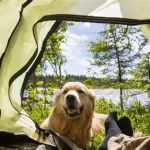 How to Find Pet-Friendly Camping Cabins for Your Next Adventure