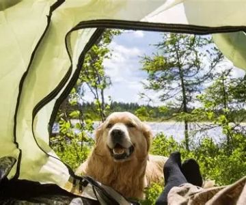 How to Find Pet-Friendly Camping Cabins for Your Next Adventure