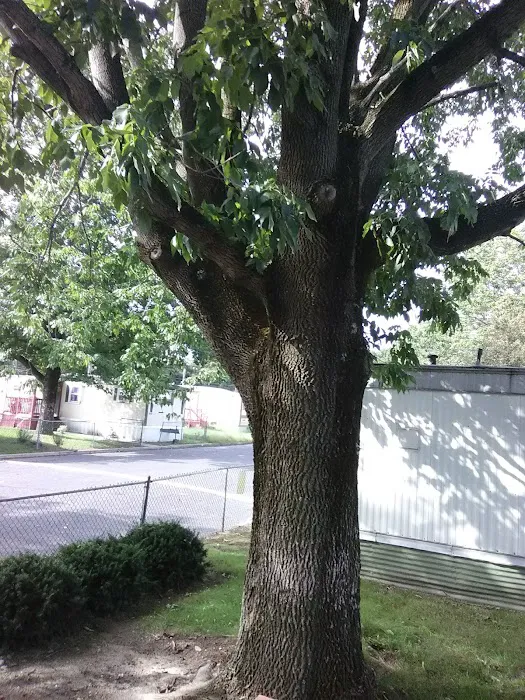 Tips Trailer Park Picture 8