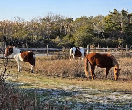Horse Campground Reservation