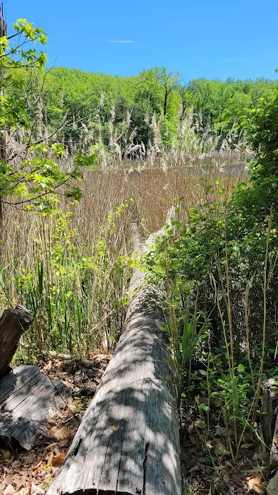 Calvert Cliffs Campground Picture 7