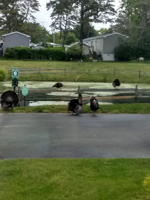 Riverwoods Mobile Home Community Picture 1