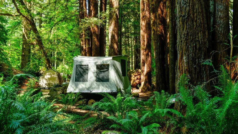 Camping in the Redwoods: Northern California's Ancient Forests