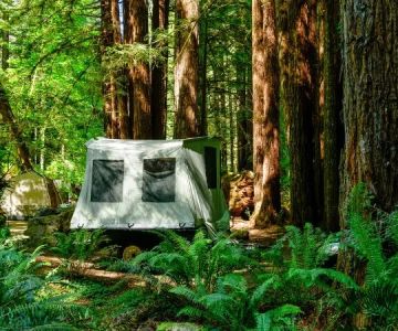 Camping in the Redwoods: Northern California's Ancient Forests