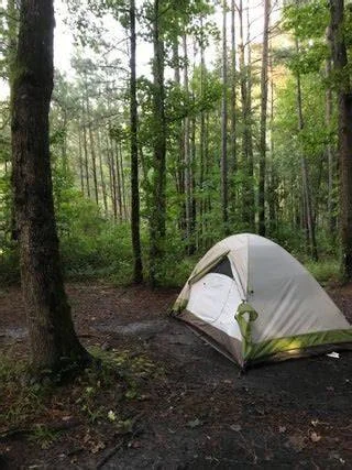 Camping in the Congaree National Park: Exploring South Carolina's Floodplain Forest