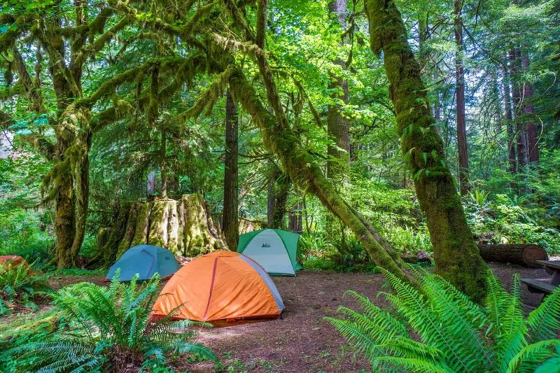 Camping in the Redwoods: Explore Northern California's Ancient Forests