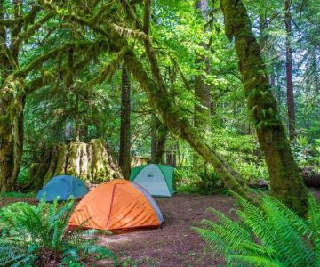 Camping in the Redwoods: Explore Northern California's Ancient Forests