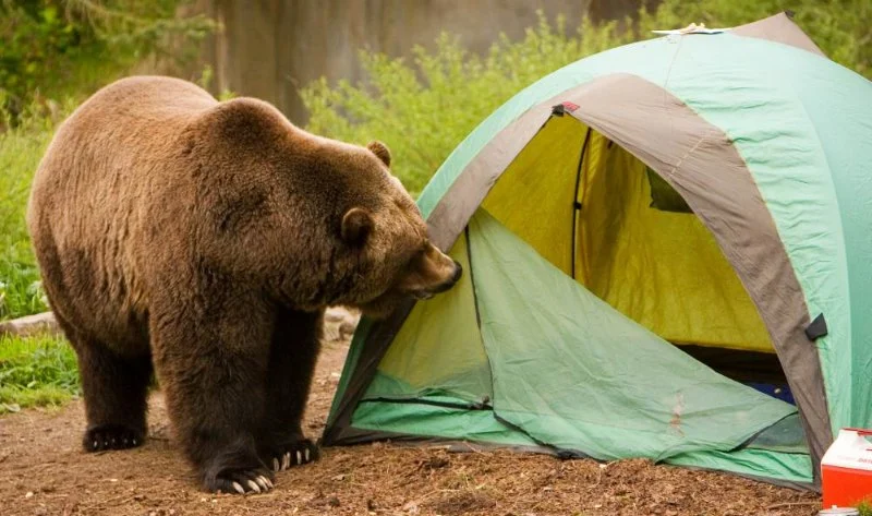 How to Camp in a Tent in Bear Country Safely – Expert Wilderness Tips from Camping Cabins