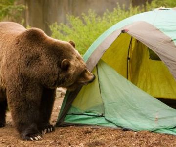 How to Camp in a Tent in Bear Country Safely – Expert Wilderness Tips from Camping Cabins