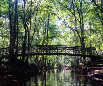 Camping in the Congaree National Park: South Carolina's Floodplain Forest | Camping Cabins