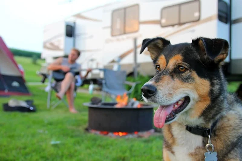How to Find Campgrounds with Dog Parks and Pet Amenities for a Perfect Getaway