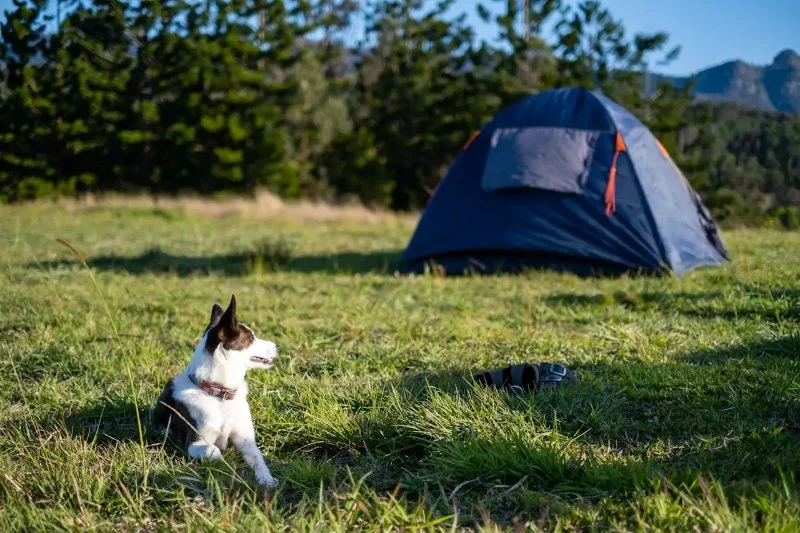 How to Find Pet-Friendly Campgrounds and What Rules to Expect