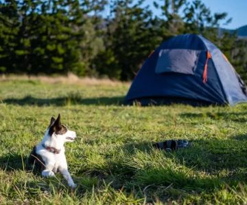 How to Find Pet-Friendly Campgrounds and What Rules to Expect