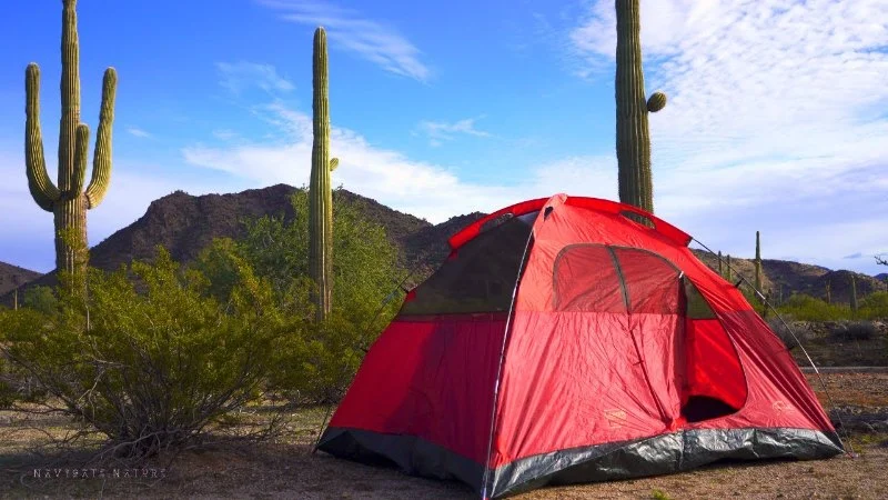 Camping in the Sonoran Desert: Explore Arizona's Saguaro National Park