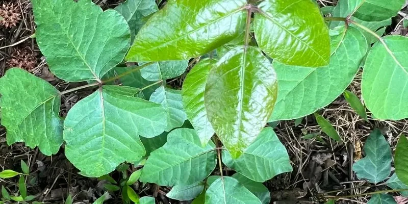 Identifying Poison Ivy, Oak, and Sumac: Pictures and Tips to Avoid the Rash