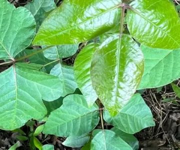 Identifying Poison Ivy, Oak, and Sumac: Pictures and Tips to Avoid the Rash
