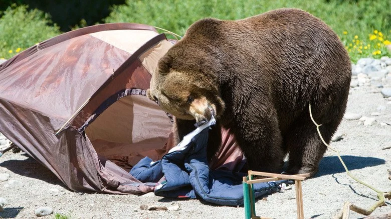 How to Keep Bears Away From Your Campsite: Effective Strategies and Common Mistakes
