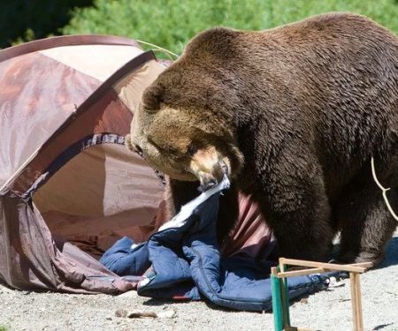 How to Keep Bears Away From Your Campsite: Effective Strategies and Common Mistakes