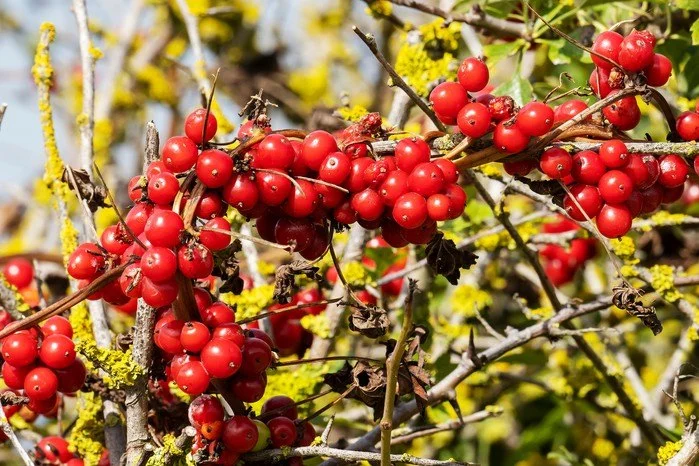 How to Identify Edible Berries and Plants (And Avoid Poisonous Ones)
