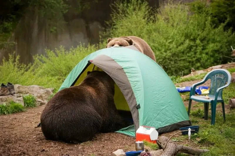How to Camp in a Tent in Bear Country Safely