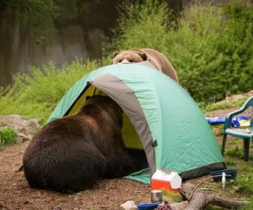 How to Camp in a Tent in Bear Country Safely