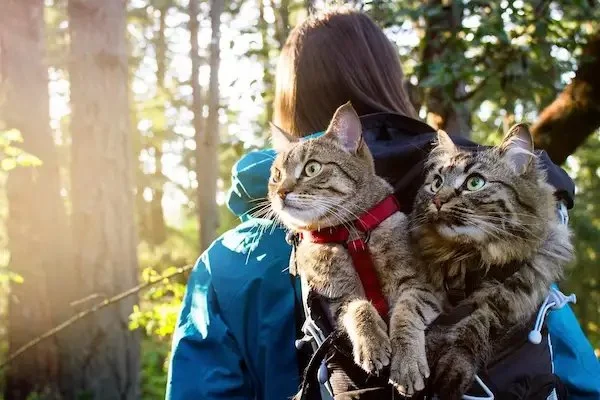 How to Camp with a Cat (Yes, It's Possible!)