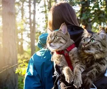 How to Camp with a Cat (Yes, It's Possible!)
